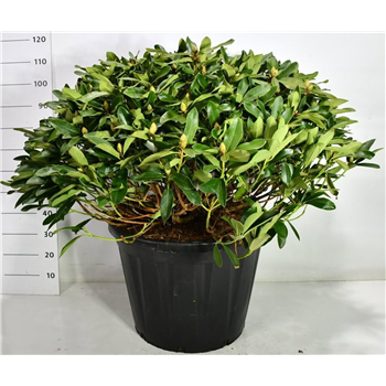 Rhododendron 'Gelbe Dufthecke' F00006473