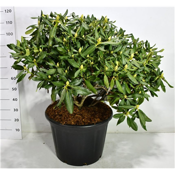 Rhododendron catawbiense 'Nova Zembla' F00006479