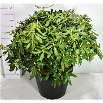 Rhododendron catawbiense 'Nova Zembla' F00006478