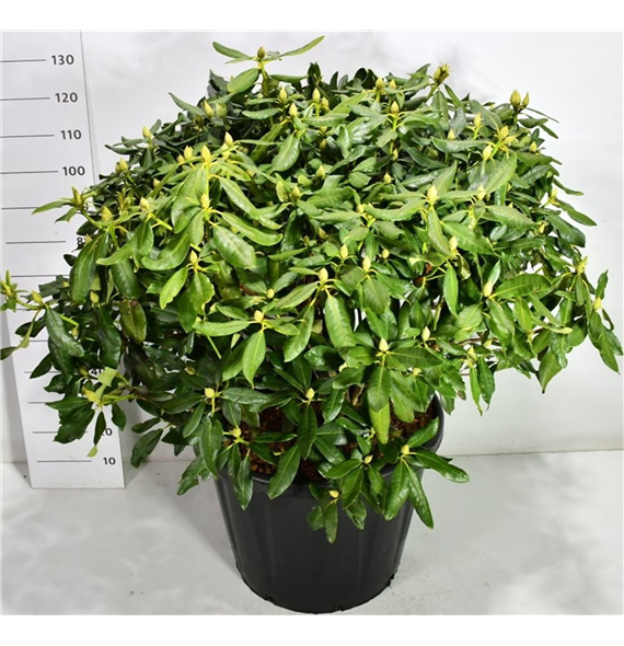 Rhododendron catawbiense 'Nova Zembla' F00006478