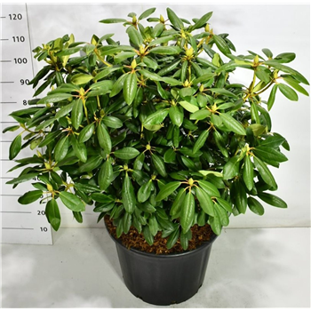 Rhododendron catawbiense 'Roseum Elegans' F00006477