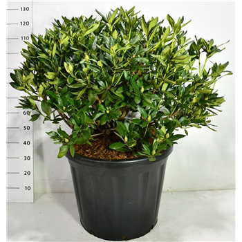 Rhododendron caucasicum 'Cunningham's White' F00006482