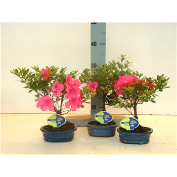 Rhododendron indicum F00002508