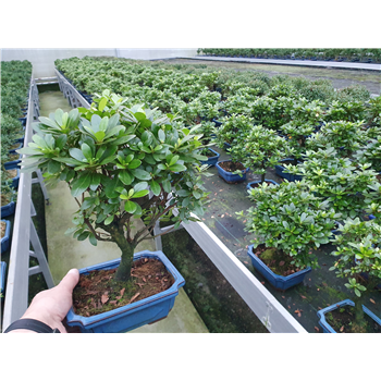 Rhododendron indicum F00007744