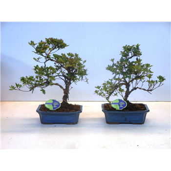 Rhododendron indicum F00007746