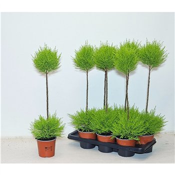 Cipresa macr  goldcrest wilma Duobol 70cm 14cm Q2458