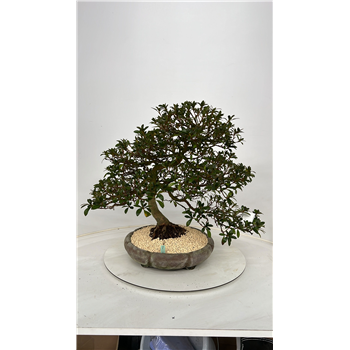 Rhododendron indicum F00007753