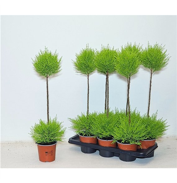 Cipresa macr  goldcrest wilma Duobol 70cm 14cm Q2458