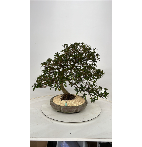 Rhododendron indicum F00007753