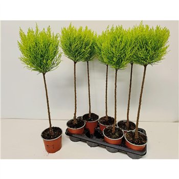 Cipresa macr  goldcrest wilma bulb on stem 75cm 14cm Q2459