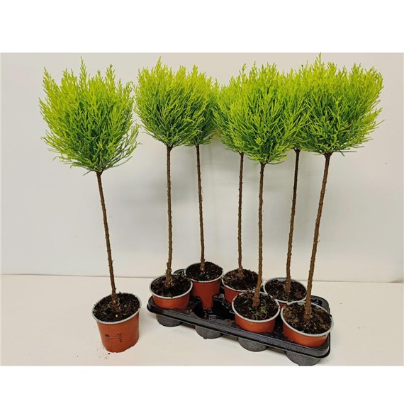 Cipresa macr  goldcrest wilma bulb on stem 75cm 14cm Q2459