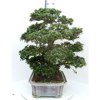 Rhododendron indicum F00007756