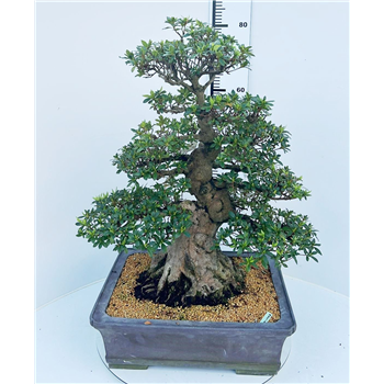 Rhododendron indicum F00007757
