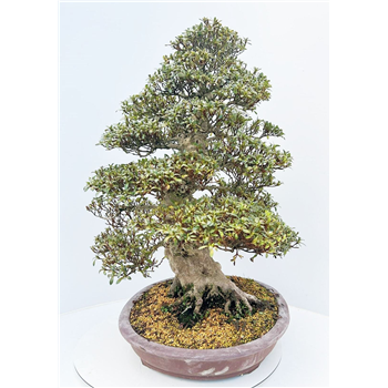 Rhododendron indicum F00007761