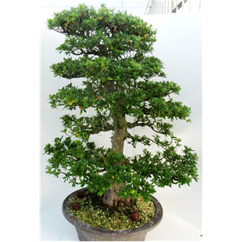 Rhododendron indicum F00007760