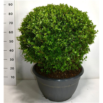 Rhododendron japonicum F00006450