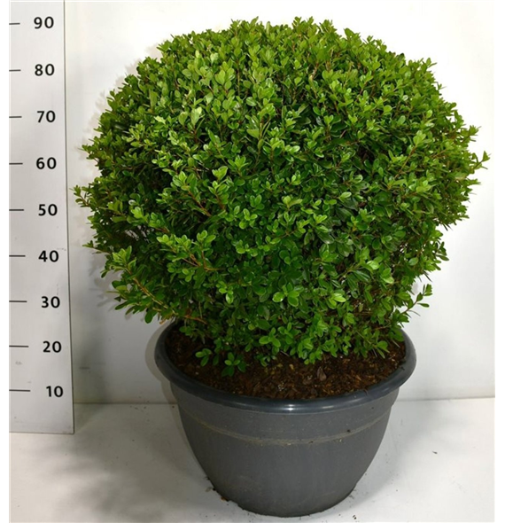Rhododendron japonicum F00006450