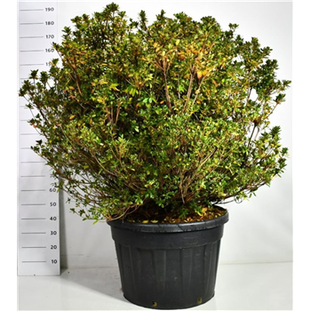 Rhododendron japonicum 'Buccaneer' F00006527