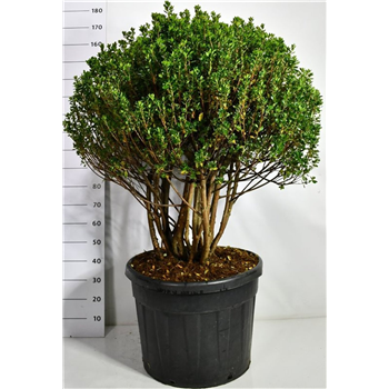 Rhododendron japonicum 'Himasojo' F00006531
