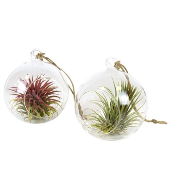 Tillandsia arrangement glas hangbol medium1 pp 10cm 13cm Q5217