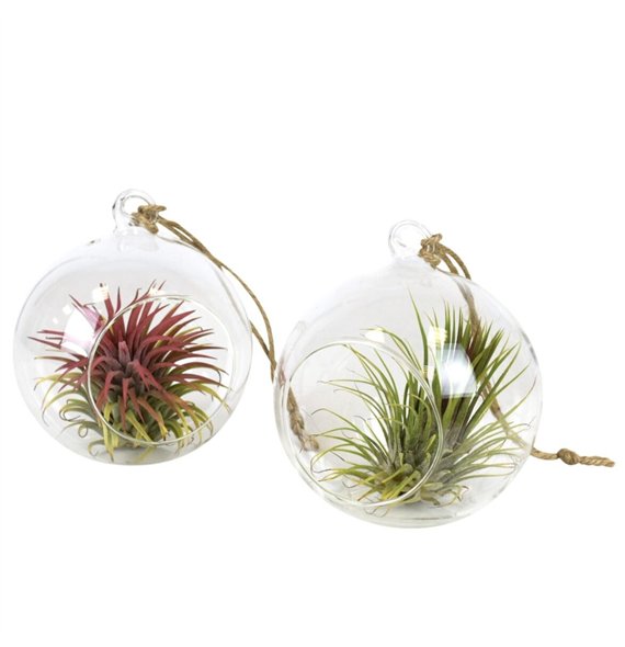 Tillandsia arrangement glas hangbol medium1 pp 10cm 13cm Q5217