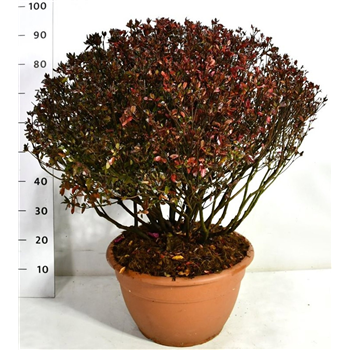 Rhododendron japonicum 'Stewartstonian' F00006533