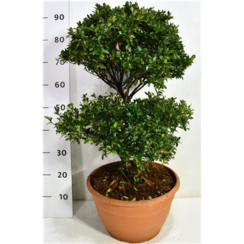 Rhododendron japonicum 'Sylvester' F00006538