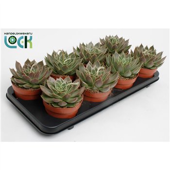Echeveria agavoides Agavoides1 fl 10cm 12cm Q91