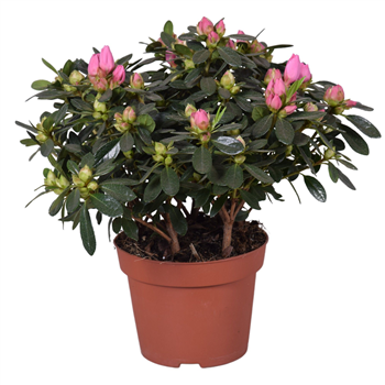 Rhododendron simsii 'Evita' F00007829
