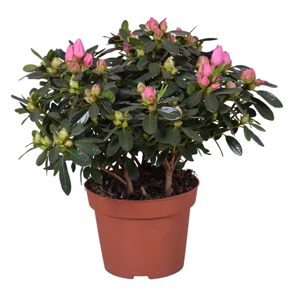 Rhododendron simsii 'Evita' F00007829