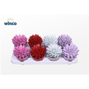 Echeveria agavoides Paint Love Mixoverige fl 20cm 12cm Q99