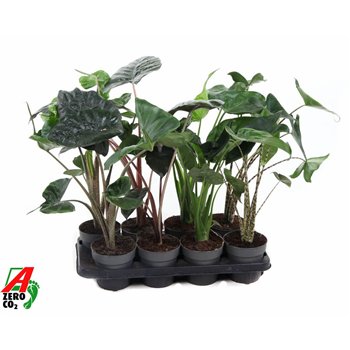 Alokazija mix 14cm (NO GAP)1 pp 50cm 13cm Q194