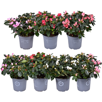 Rhododendron simsii 'Hellmut Vogel' F00007828