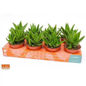 Aloe perfoliata 12 15cm 12cm Q211