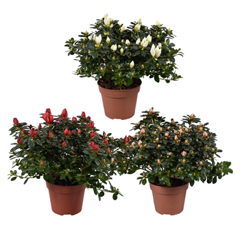 Rhododendron simsii 'Mevr Gerard Kint' F00007837