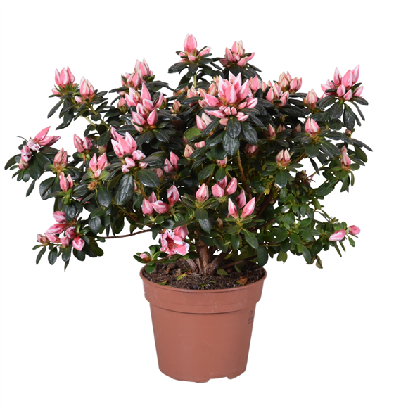 Rhododendron simsii 'Mevr Gerard Kint' F00007836