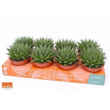 Aloe aristata magic 12 15cm 12cm Q224