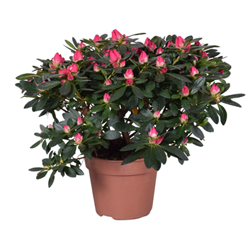 Rhododendron simsii 'Tamira' F00007835