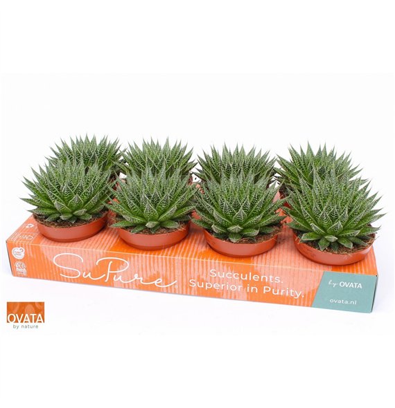 Aloe aristata magic 12 15cm 12cm Q224