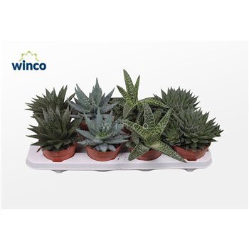 Aloe mix 20cm 12cm Q233