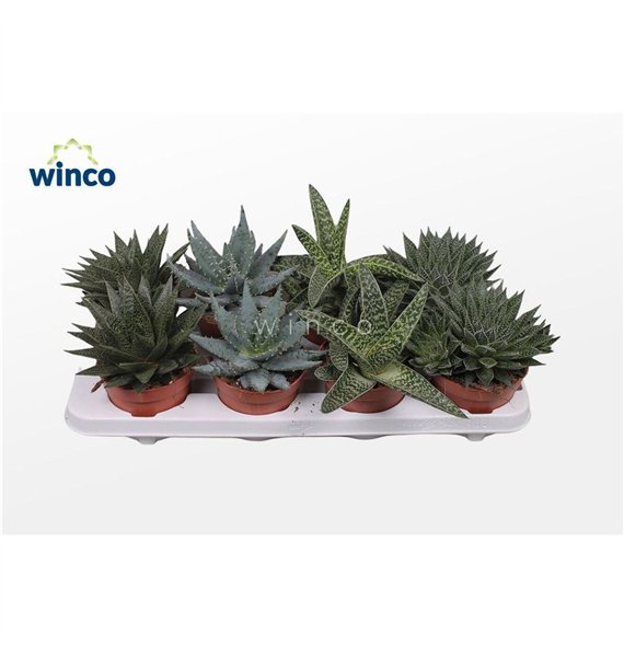 Aloe mix 20cm 12cm Q233