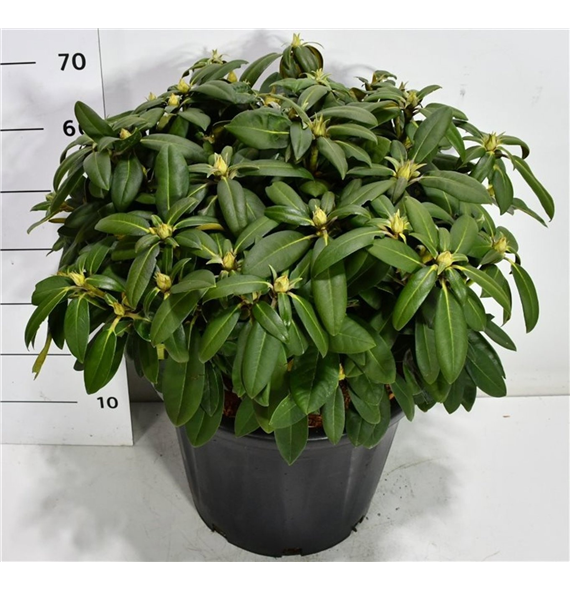 Rhododendron yakushimanum 'Anuschka' F00006471