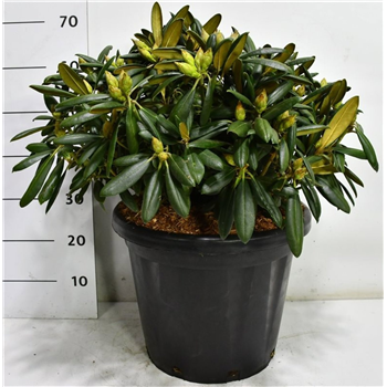 Rhododendron yakushimanum 'Kalinka' F00007988