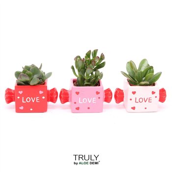 Crassula mix TRULY  Candy 1 pp 11cm 11cm Q248