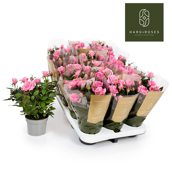 Vrtnica 'Kordana Grande Esmeralda' F00002806
