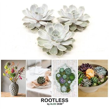 Echeveria lilacina ROOTLESS Lilacina 12-14 cm  solo 7cm 13cm Q338