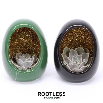 Echeveria ROOTLESS  Egg Black Green Glitter 1 pp 12cm 10cm Q344