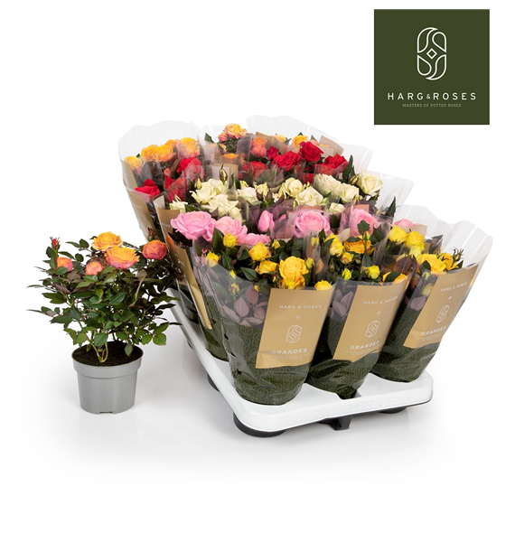 Vrtnica Kordana Grande mix F00002794