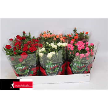 Vrtnica Kordana mix F00002815