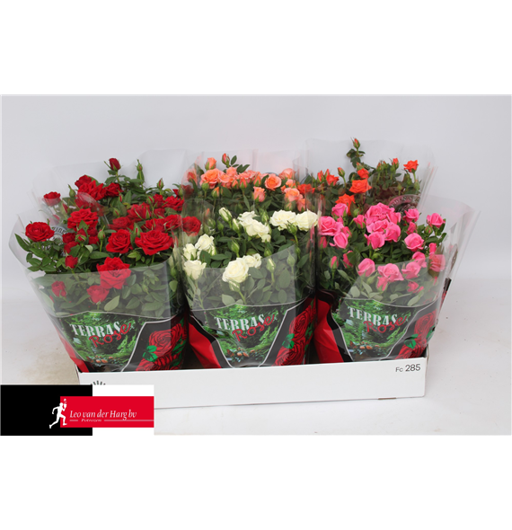 Vrtnica Kordana mix F00002815
